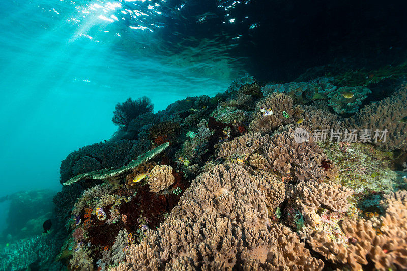 美丽的皮革珊瑚花园的麻藻和Sinularia sp. Just Under the wavecut Notch, Misool岛东南部，印度尼西亚